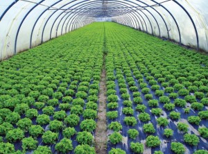 peluang-usaha-agrobisnis-rumahan-dengan-untung-besar